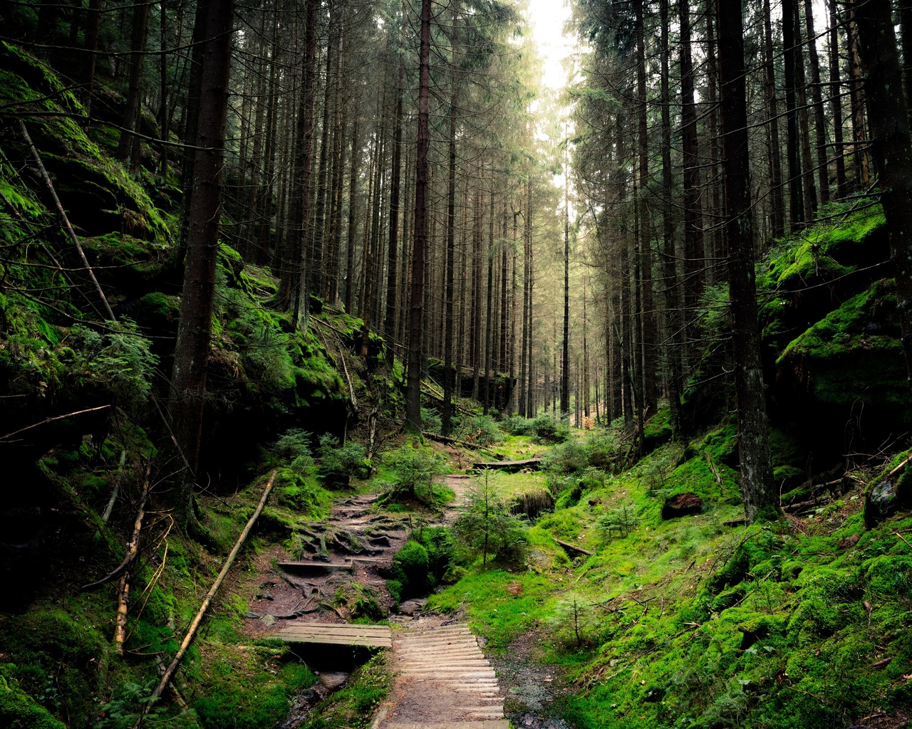 saxon, switzerland, national park, forest, green, path, foliage