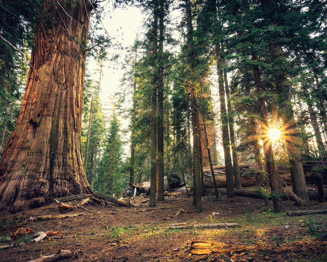 , sequoia, national park, , ,  , 