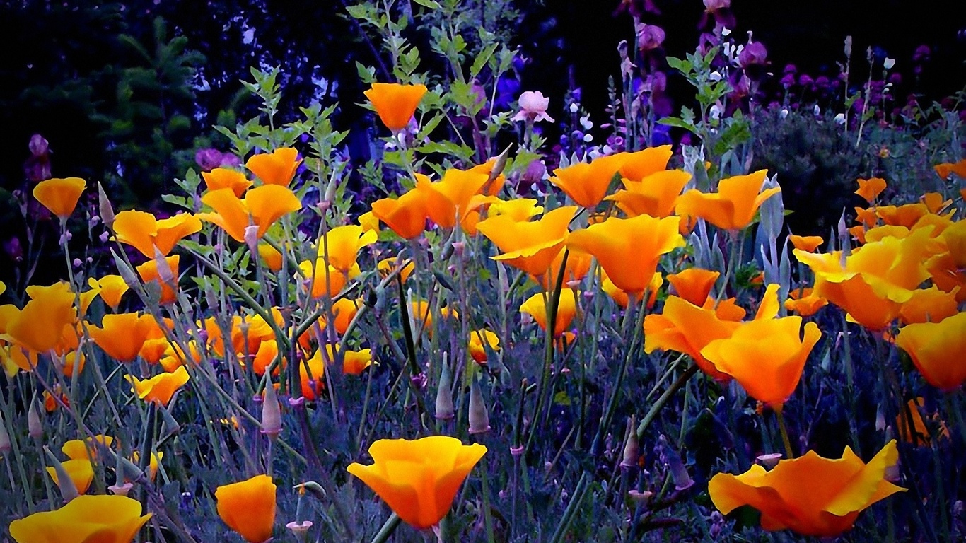 flowers bright orange garden, herbs, evening-