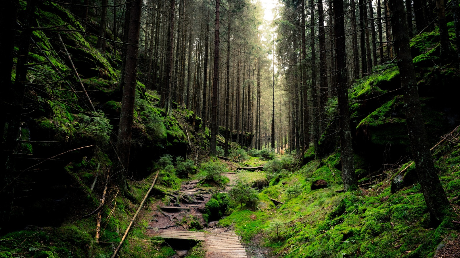 saxon, switzerland, national park, forest, green, path, foliage