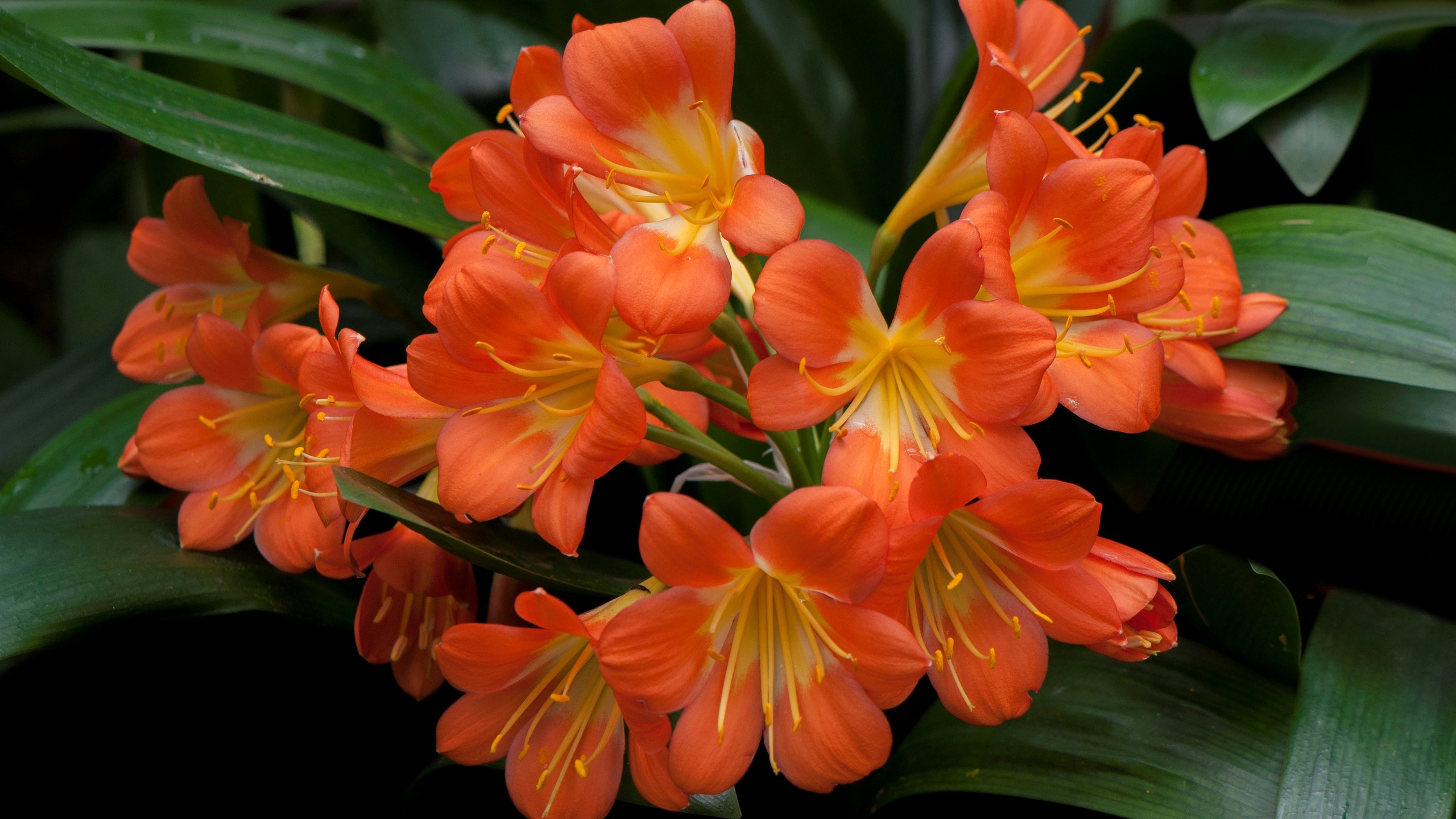 , , , , , , flowers, nature, leaves, petals, inflorescence, clivia