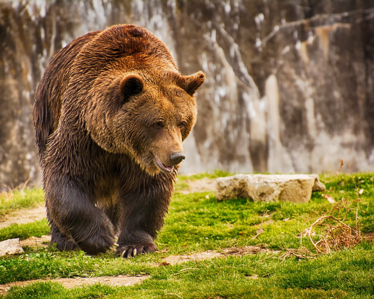 , , ,  , grass, bear, wet, brown bear