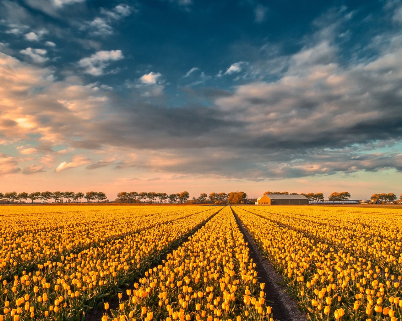 yellow tulips, tulip field, sunset, evening, summer, wildflowers, tulips