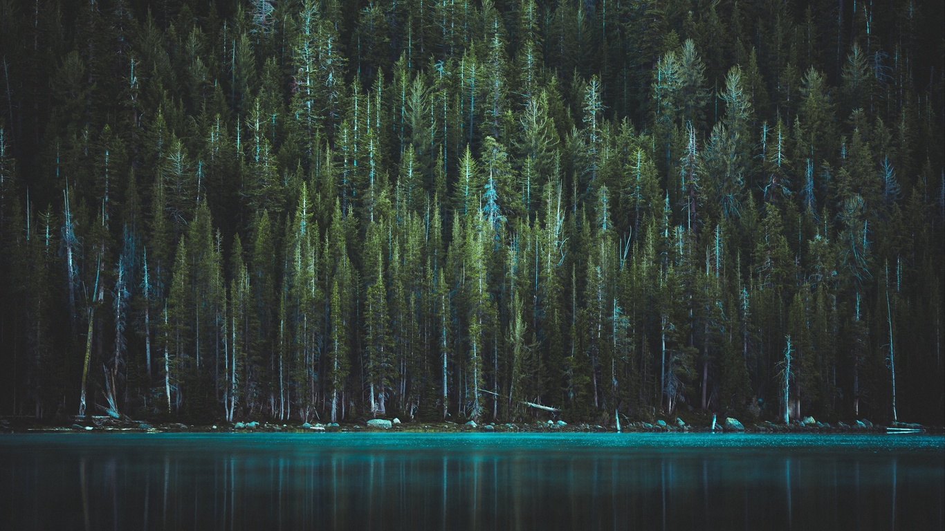 trees, lake, tenaya lake, yosemite, national park