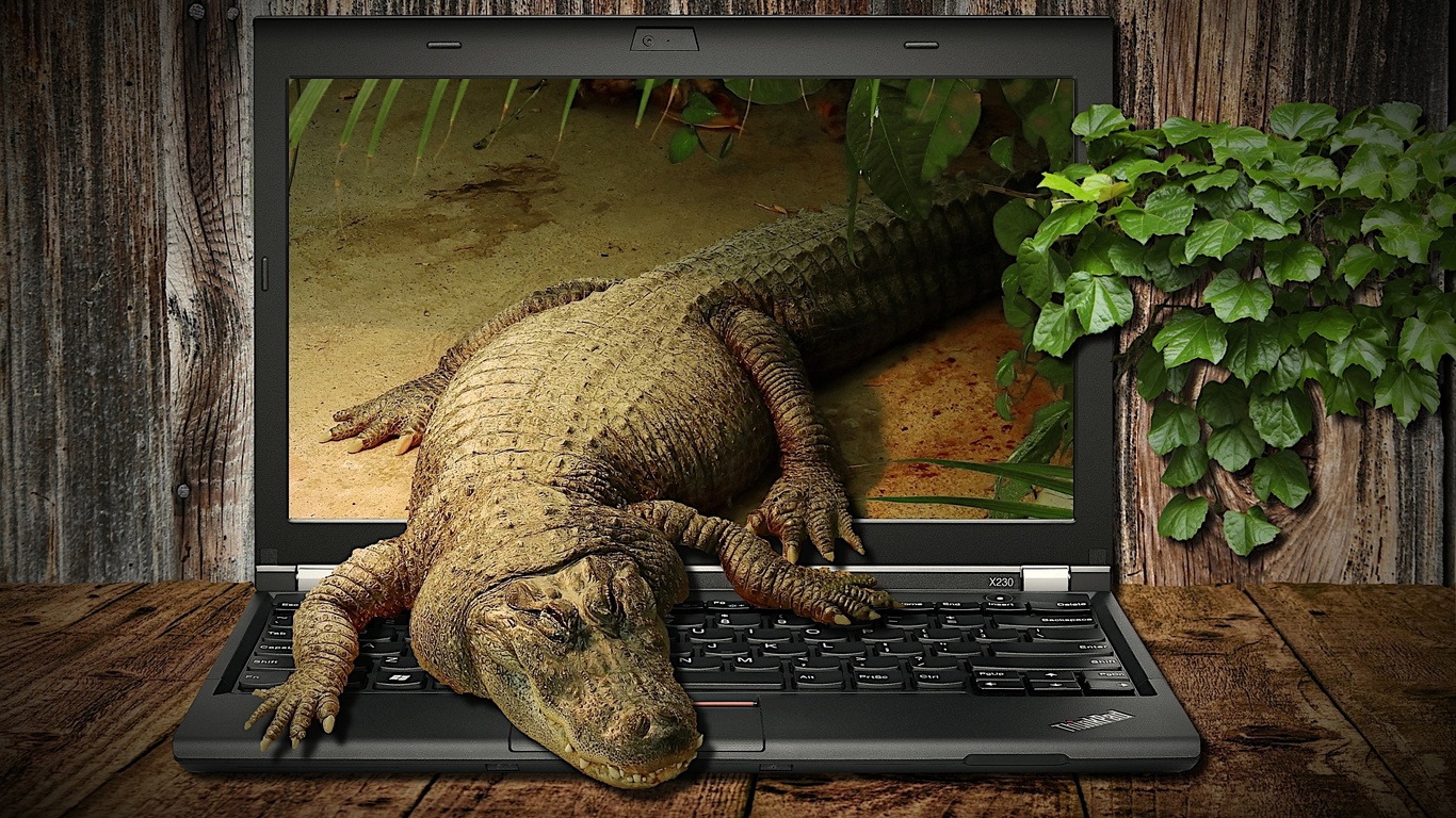  crocodile, fantasy, laptop, animal, workplace, display, , , 