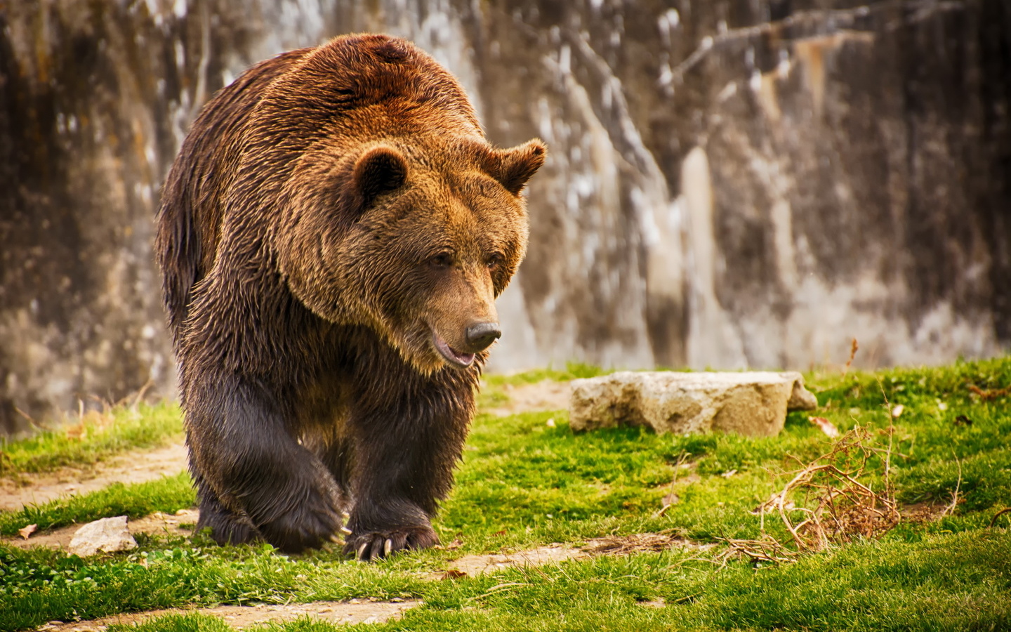 , , ,  , grass, bear, wet, brown bear