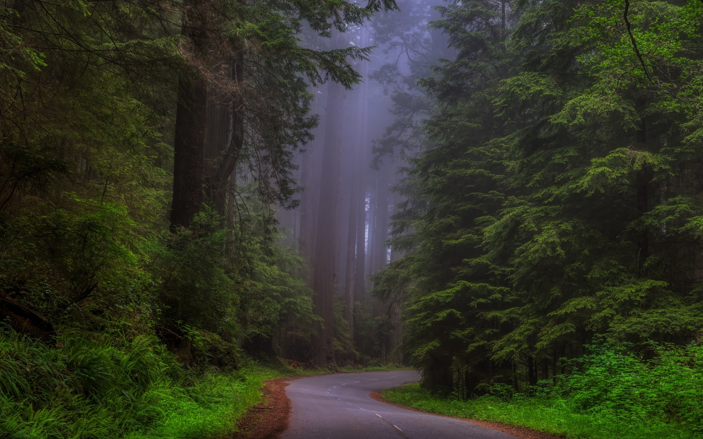 , , redwood national park, sherwood forest, , , , 