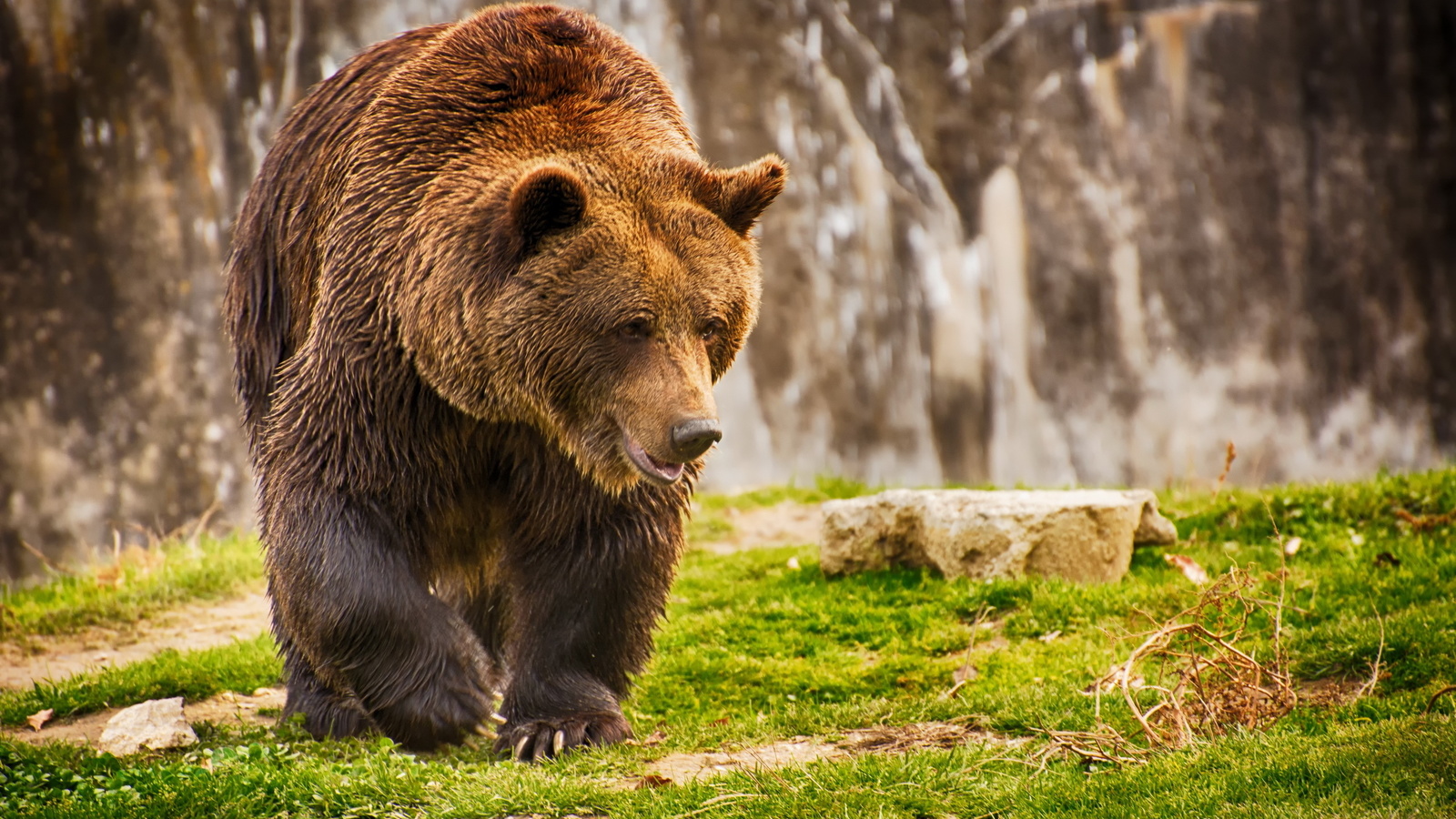 , , ,  , grass, bear, wet, brown bear