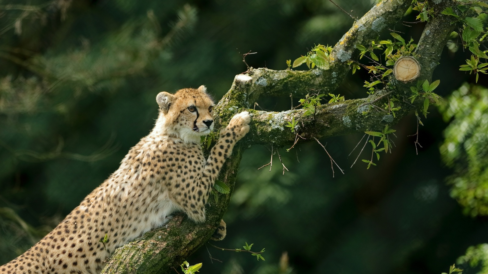 , ,  , tree, cheetah, wild cat