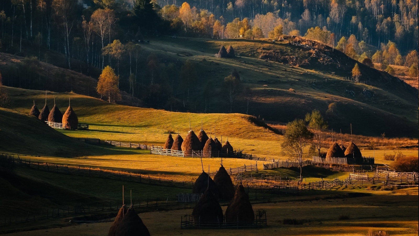 all, sunrise, field, forest, grass, r