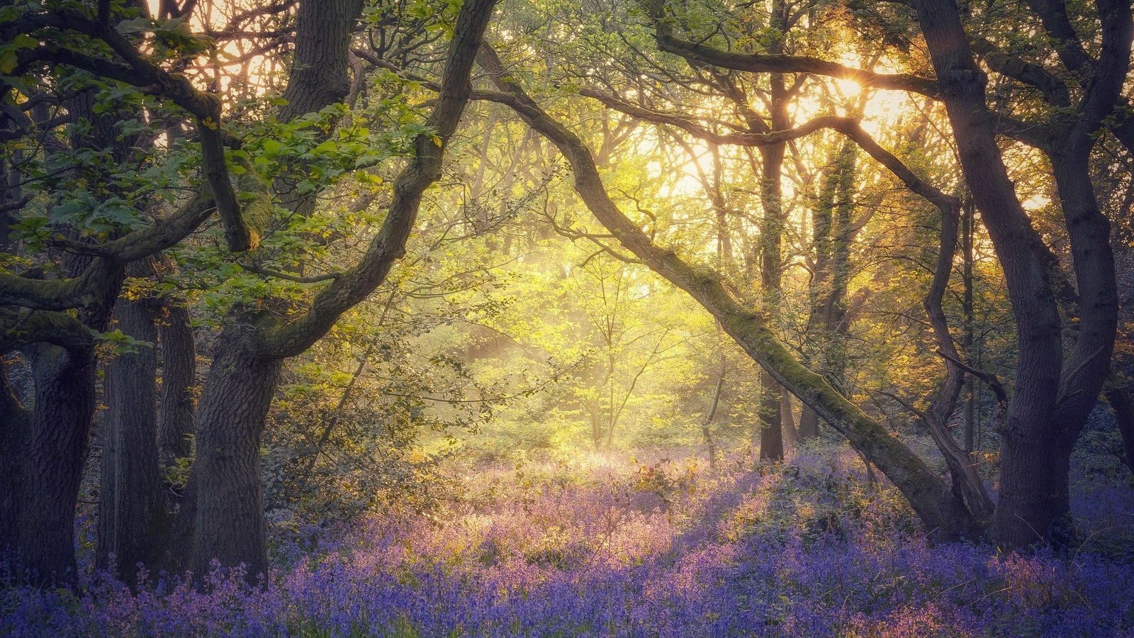 nature, flowers, plants, trees