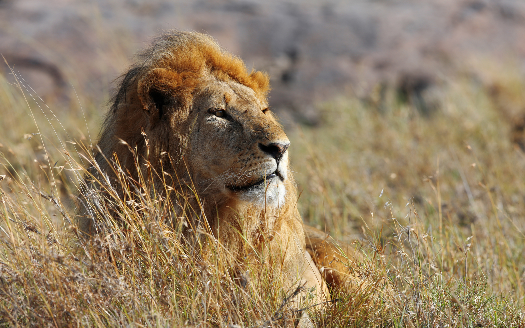 , , ,  , , face, look, africa, big cat, leo