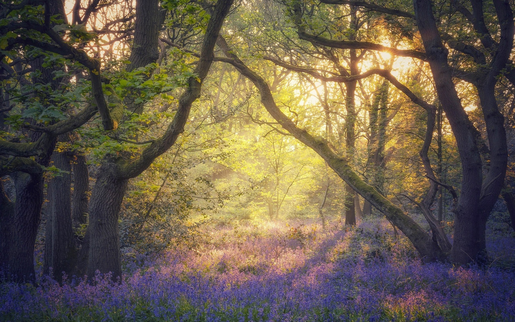 nature, flowers, plants, trees