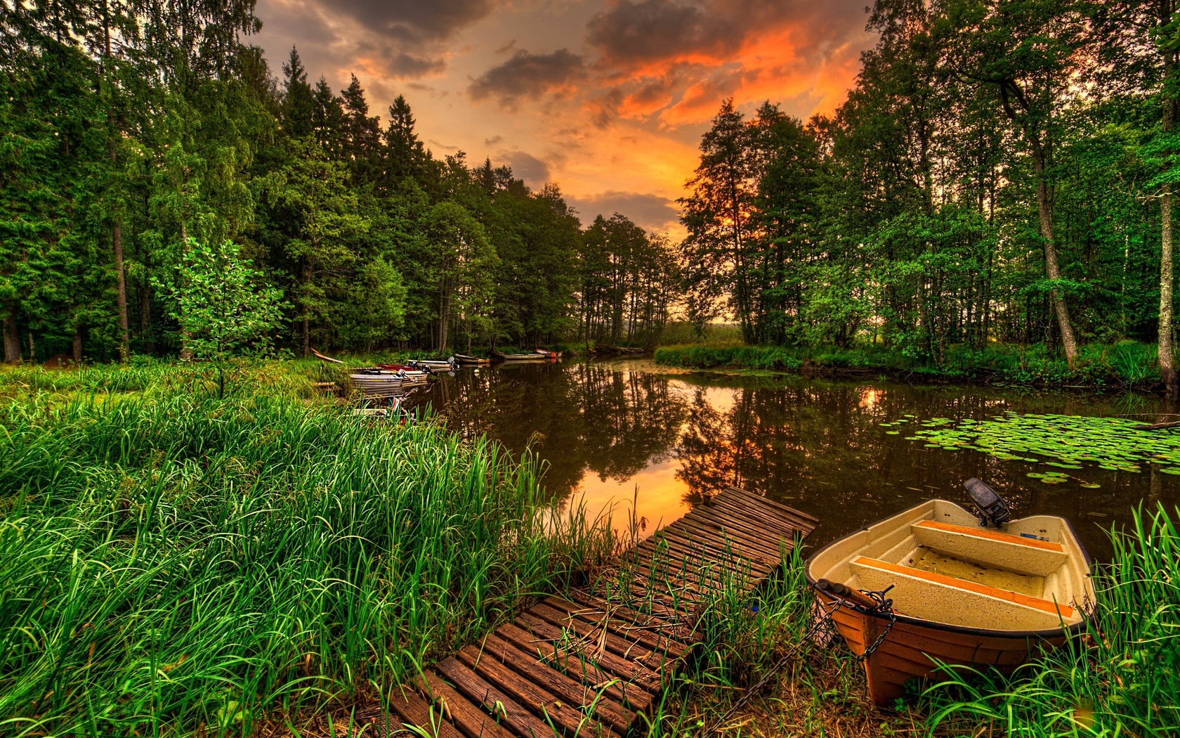 landscape, forest, pine trees, lake