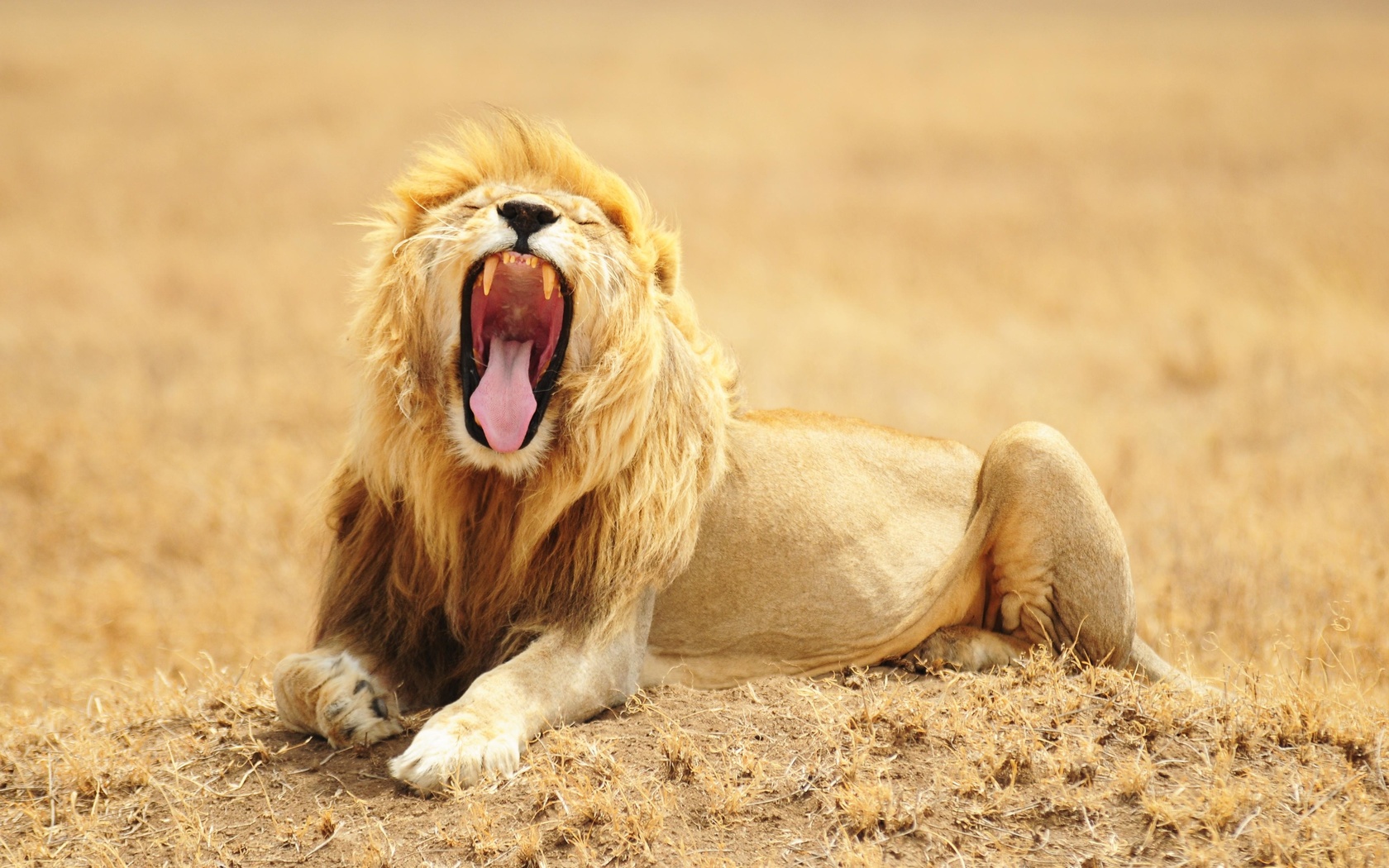 , lion