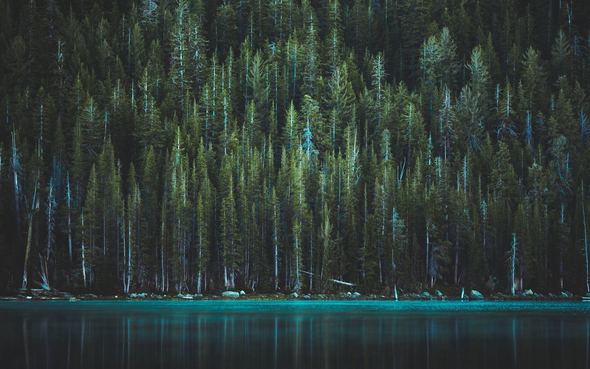 trees, lake, tenaya lake, yosemite, national park