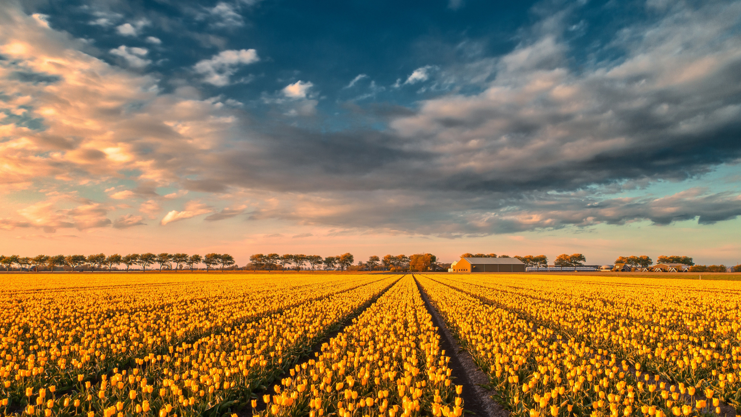 yellow tulips, tulip field, sunset, evening, summer, wildflowers, tulips