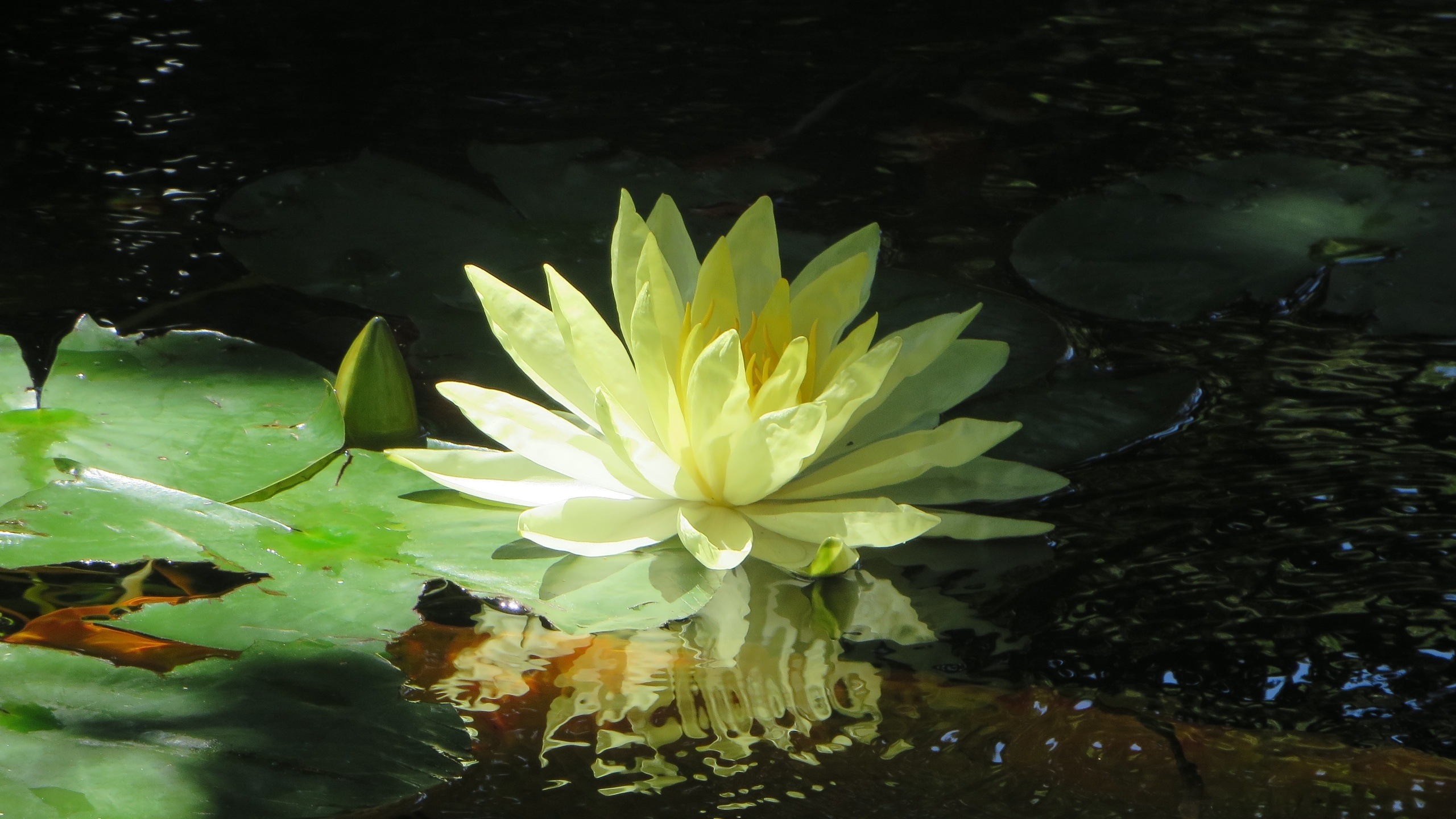 lotus, lilies, leaf, flower, plant, flora