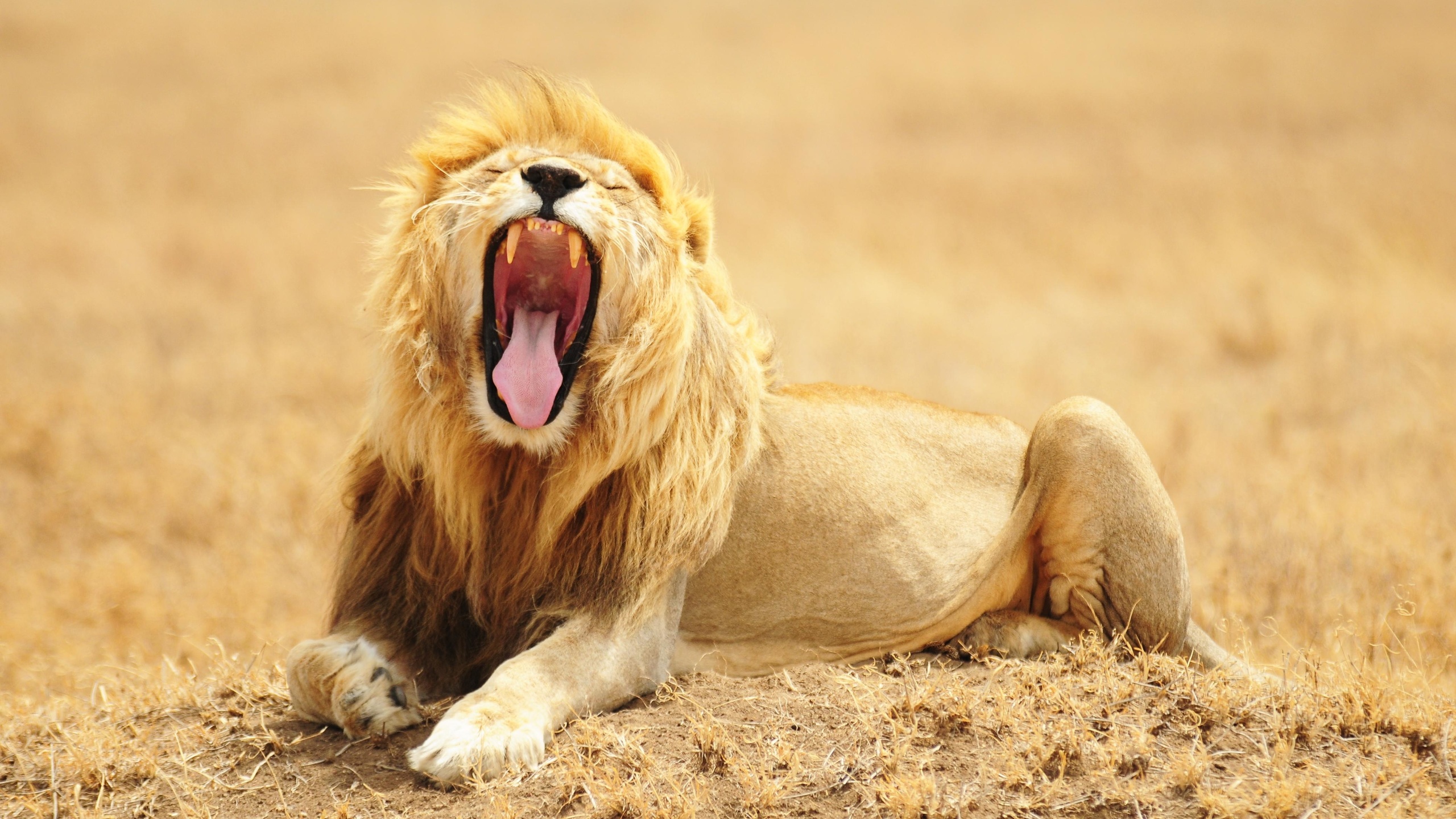 , lion