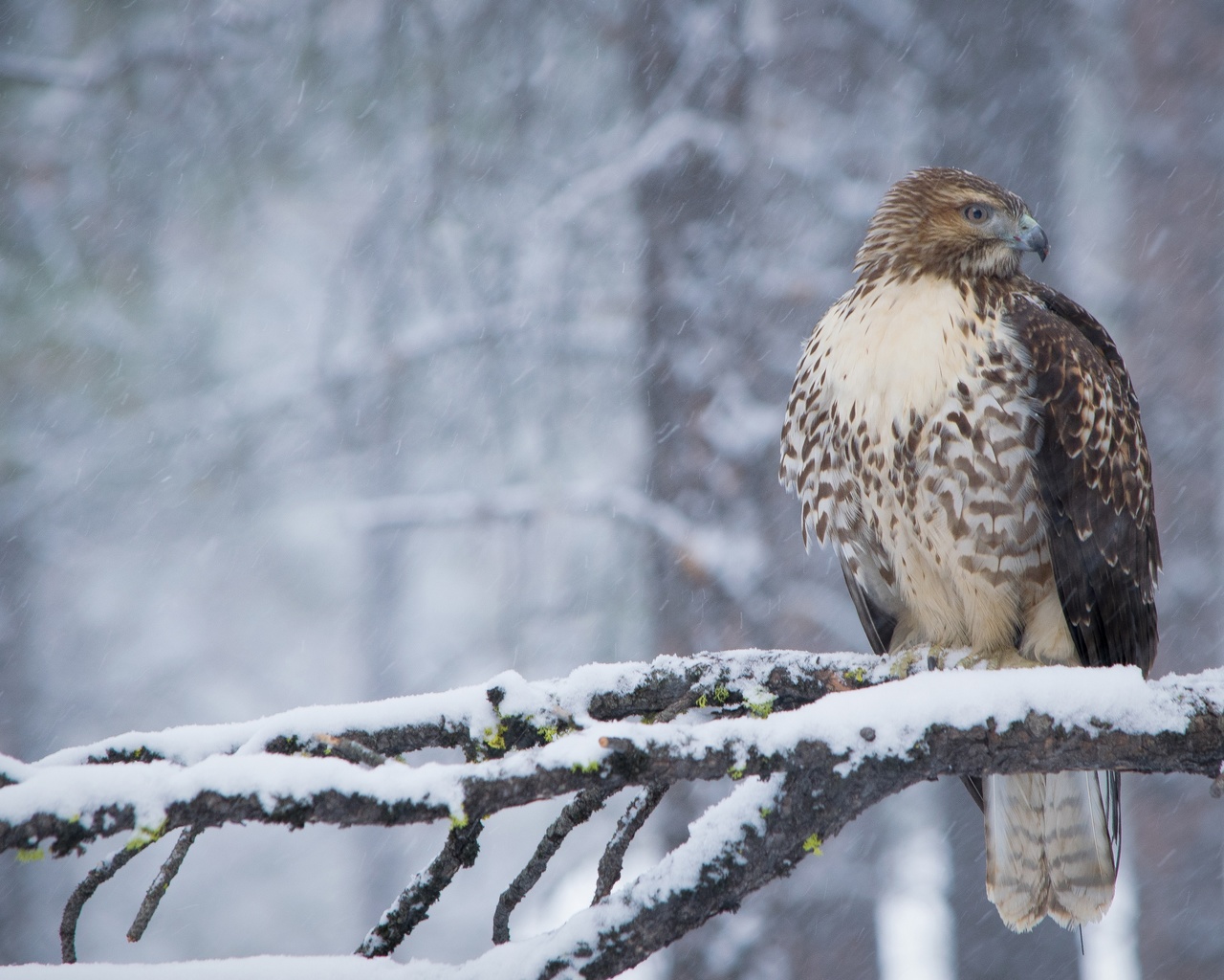 , , , , , , , , snow, forest, winter, branches, bird, beak, feathers, hawk