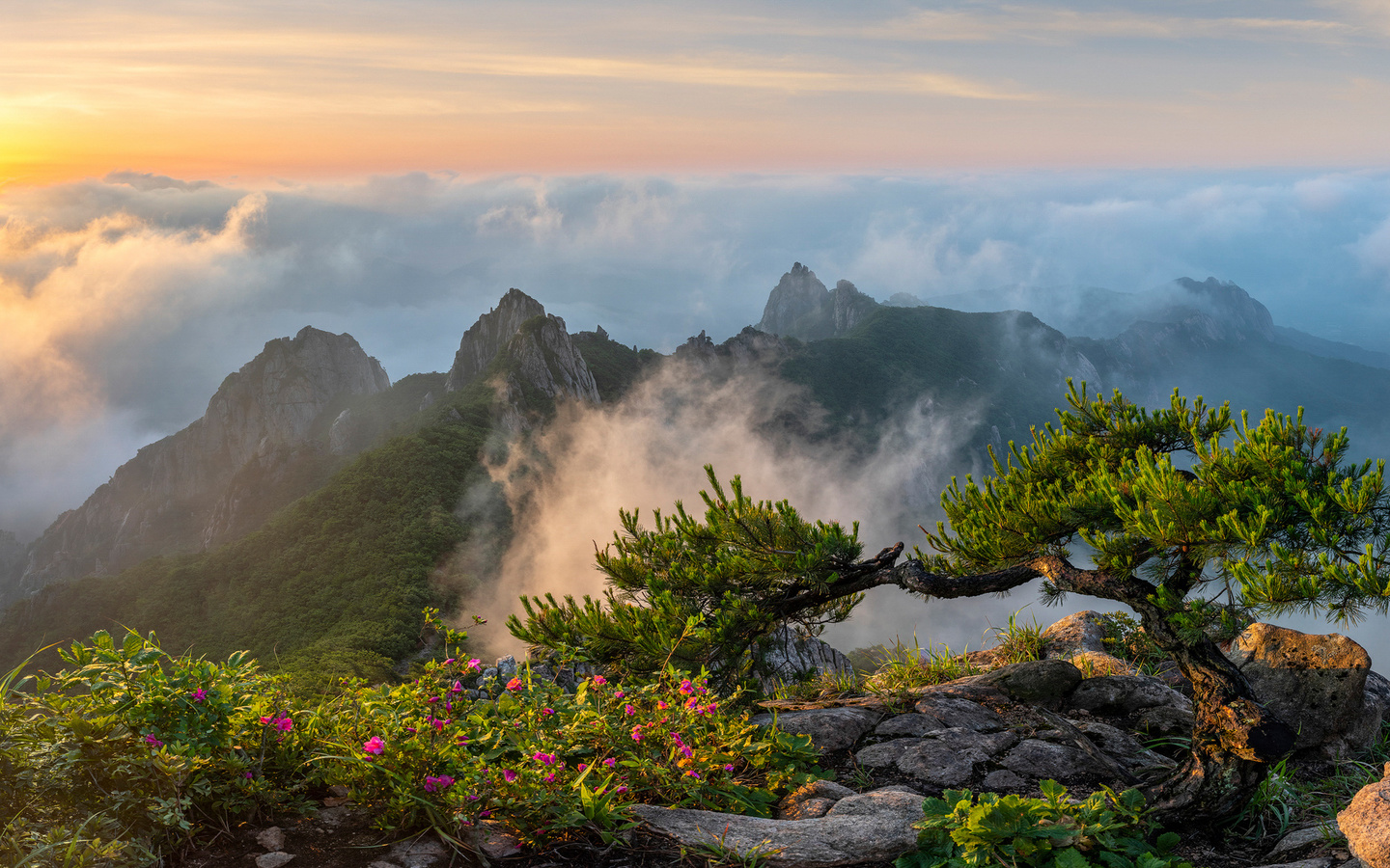 , , , , , , , , jae youn ryu, , 