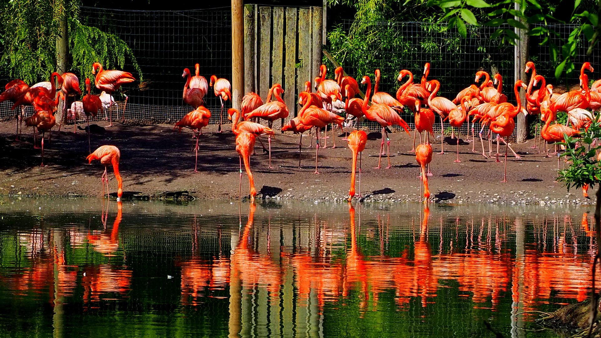 , , , , , flamingo, park chester zoo, 