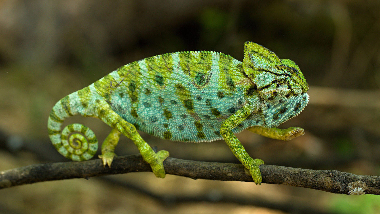 chameleon, green, reptile