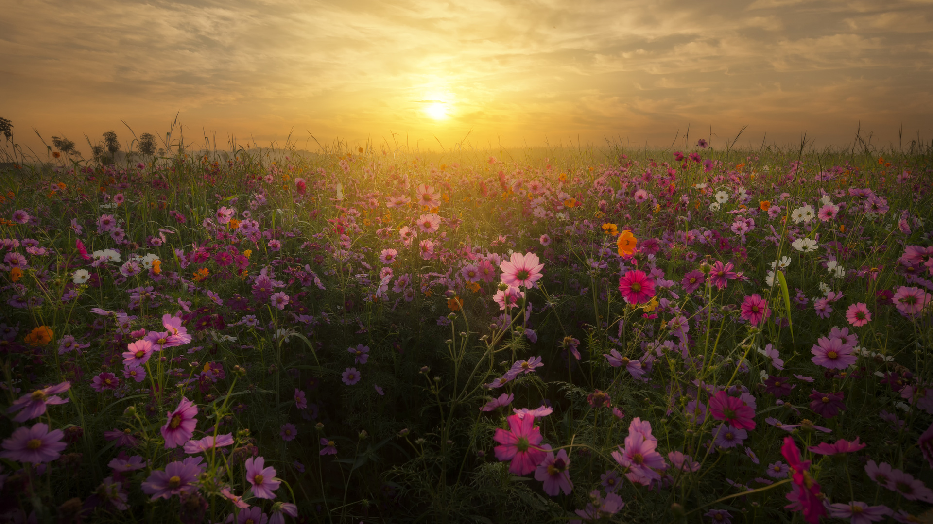 Красивые фотографии полевых цветов высокого качества