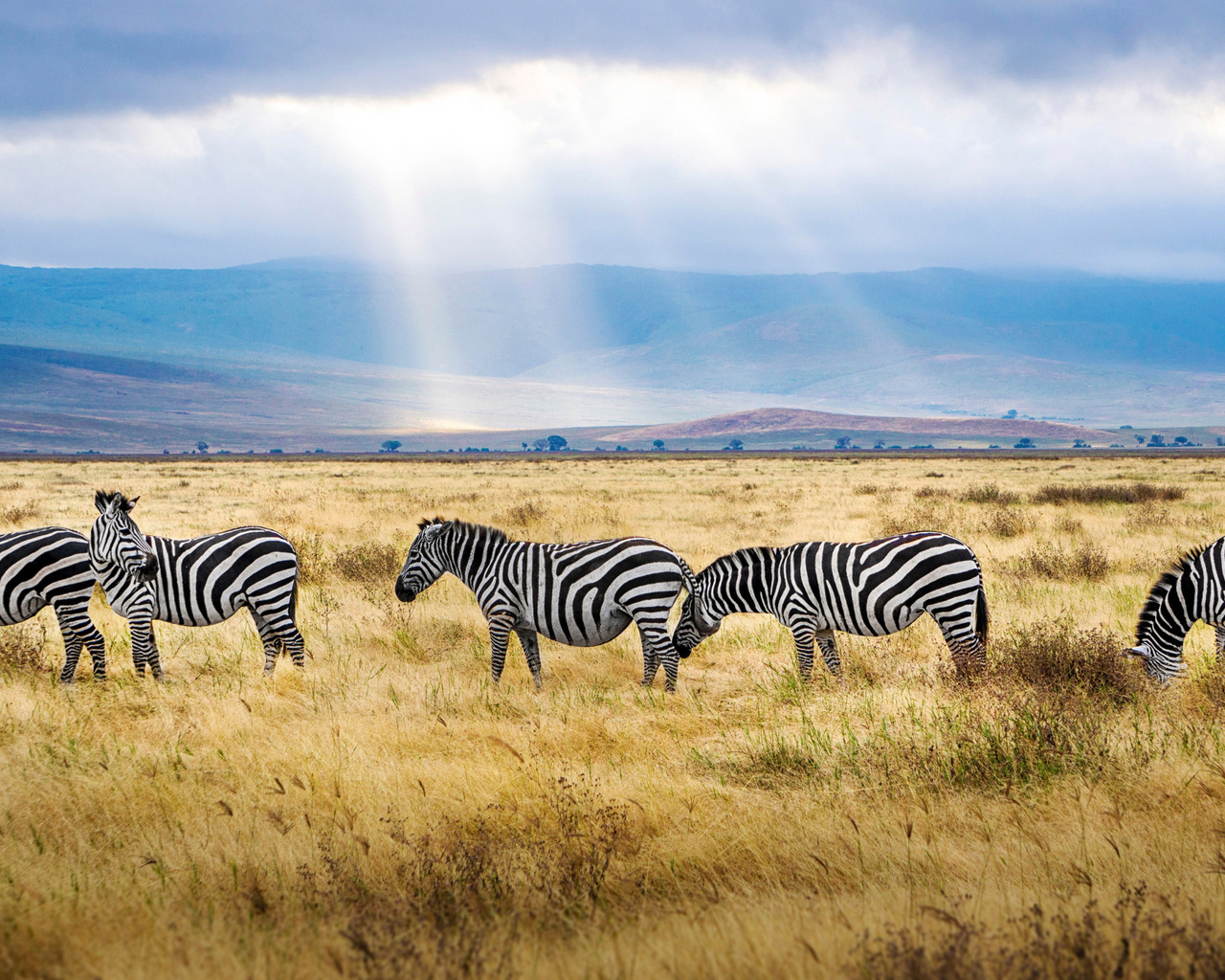 zebra, field, wildlife, sunset, africa, wild animals