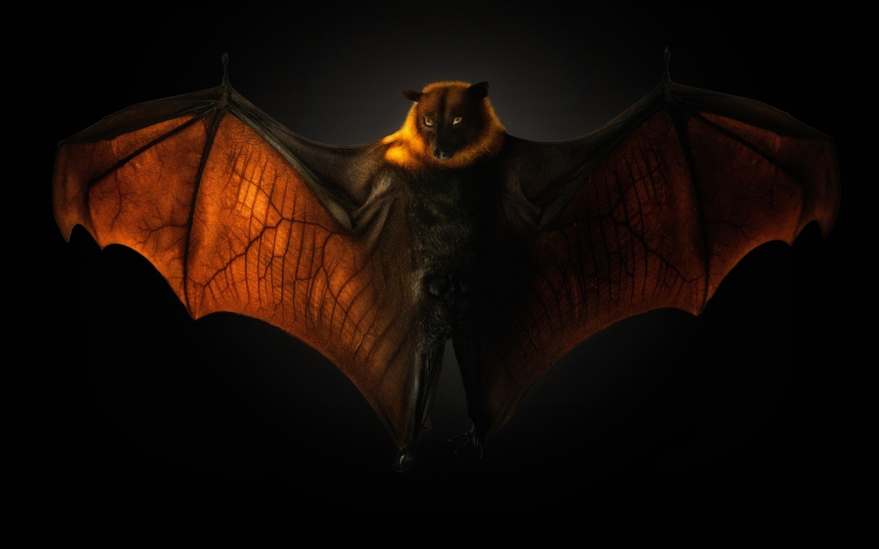  , pteropus flying fox, , 