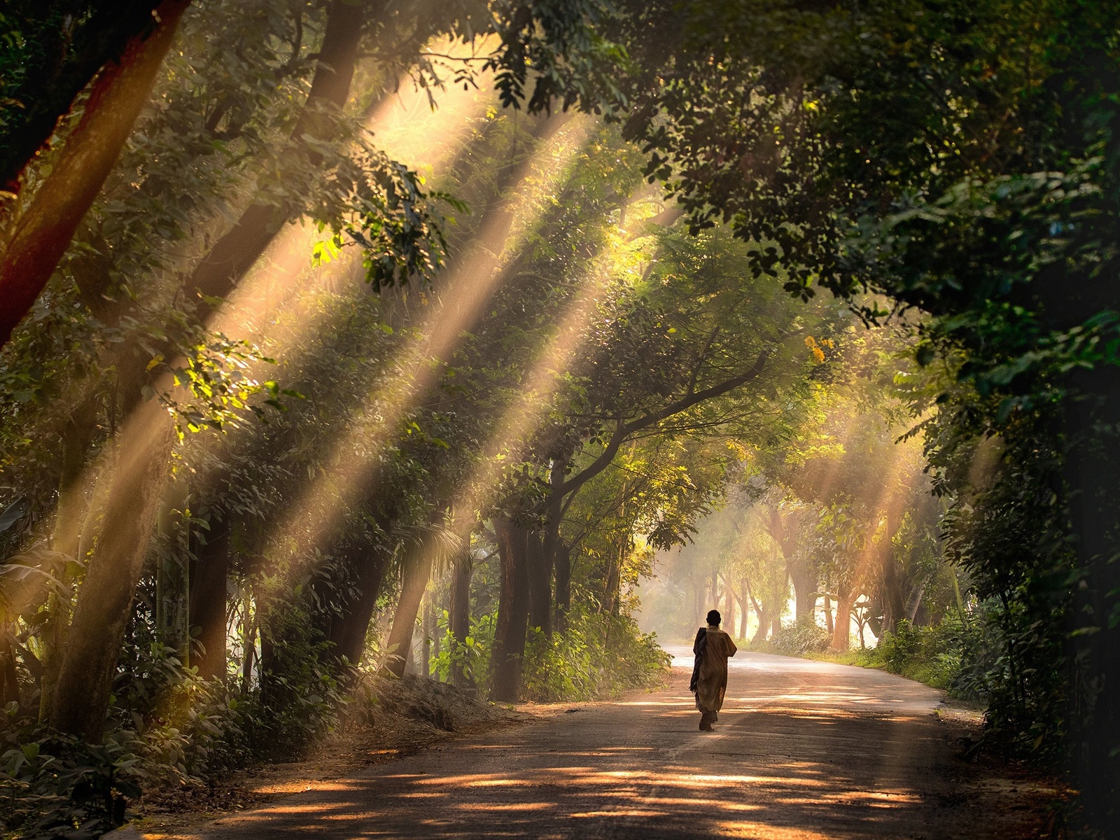 satchari, national park