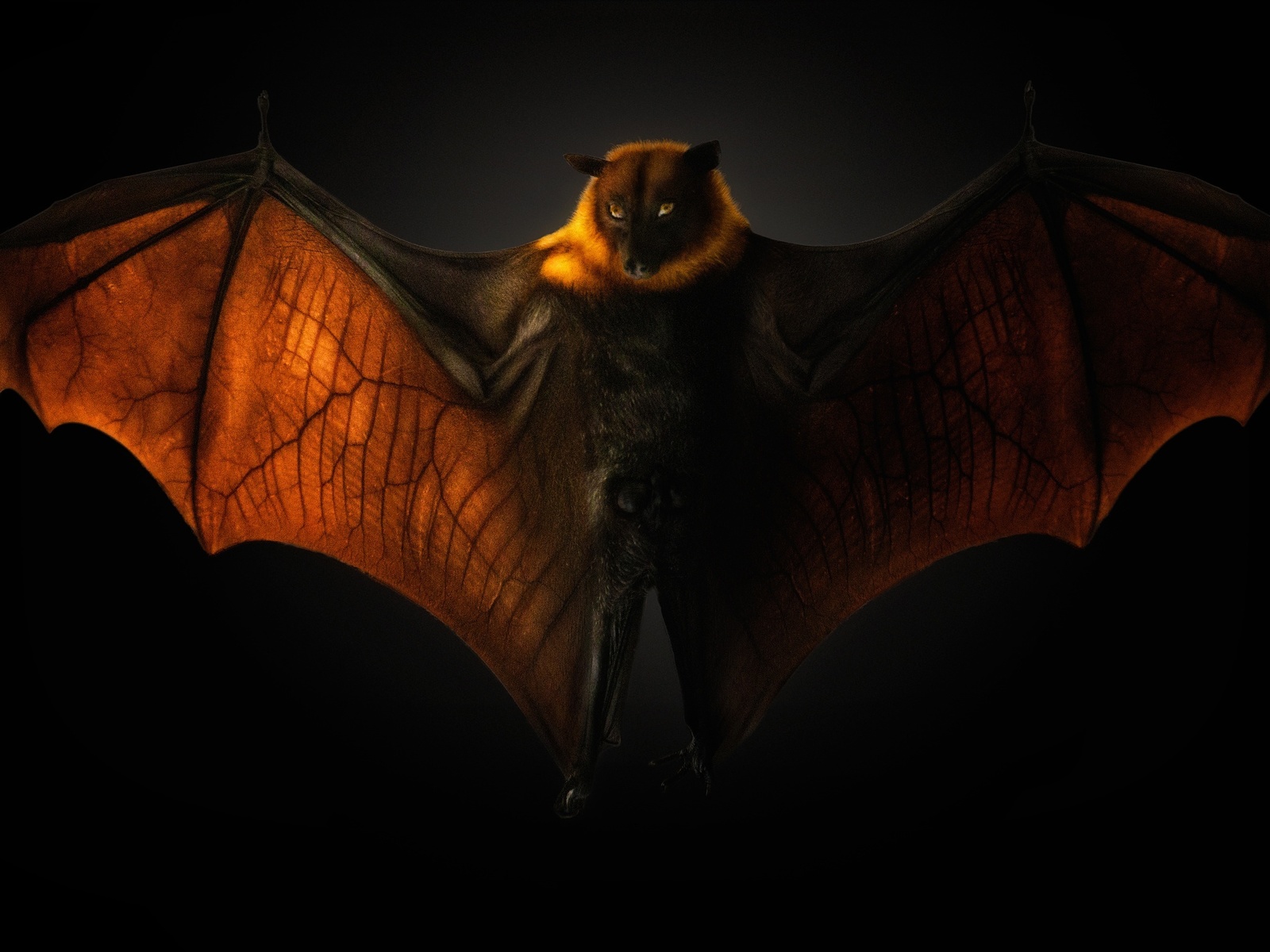  , pteropus flying fox, , 