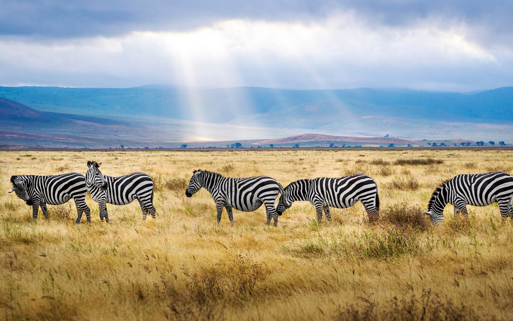 zebra, field, wildlife, sunset, africa, wild animals