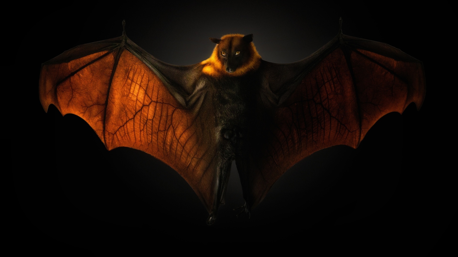  , pteropus flying fox, , 