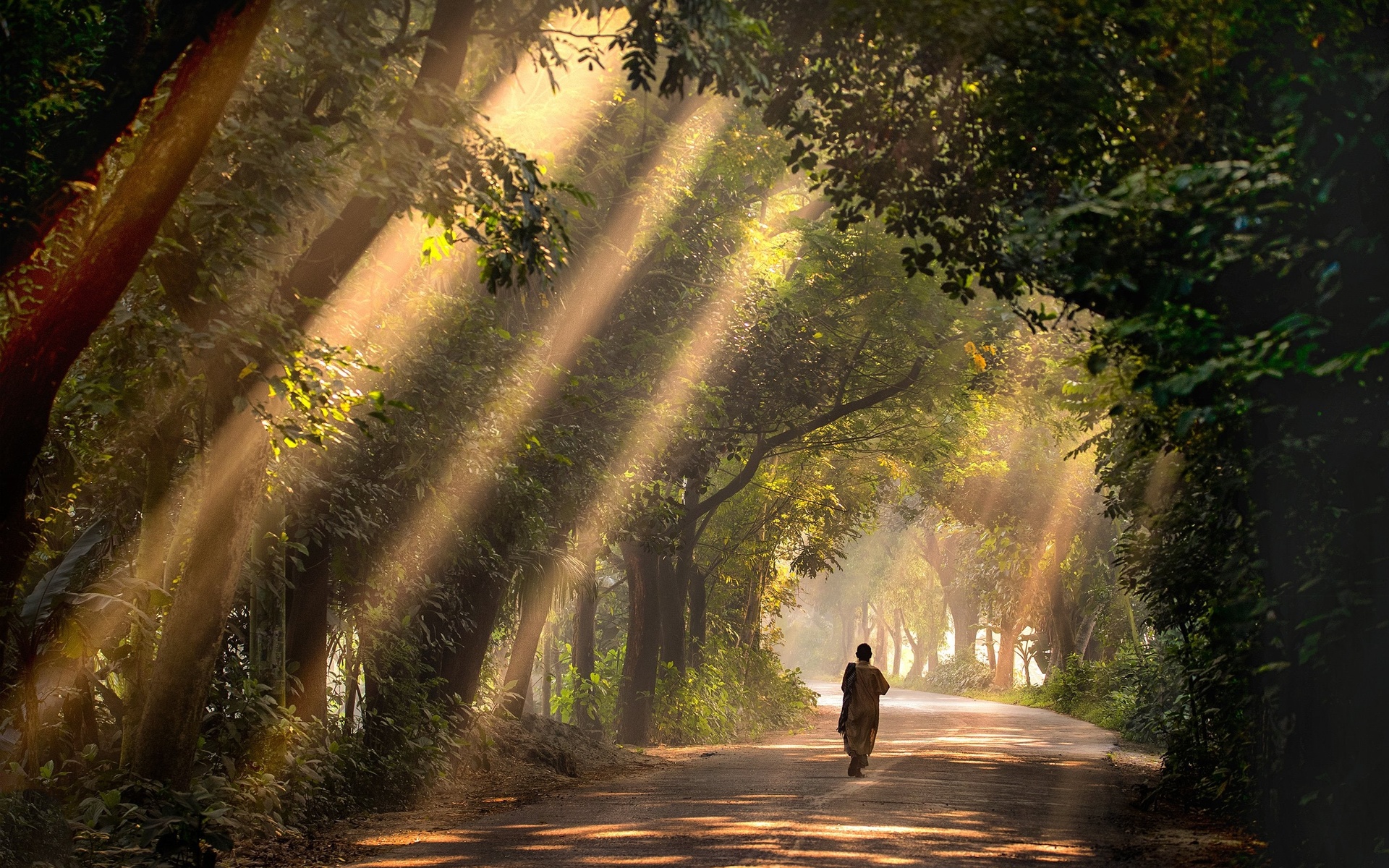 satchari, national park