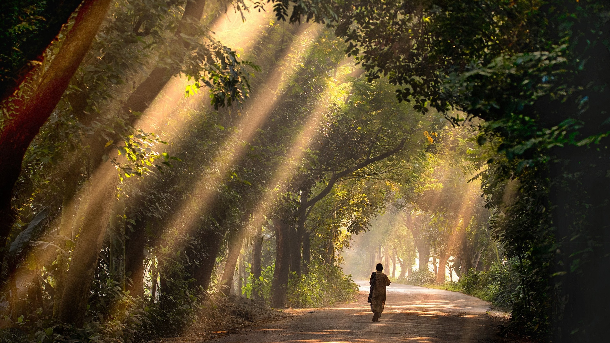 satchari, national park