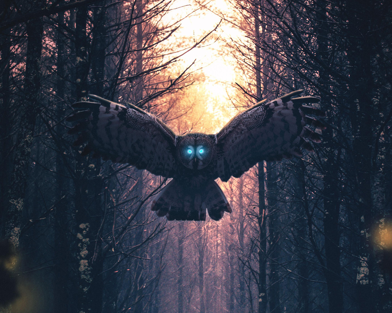  , owl, artwork