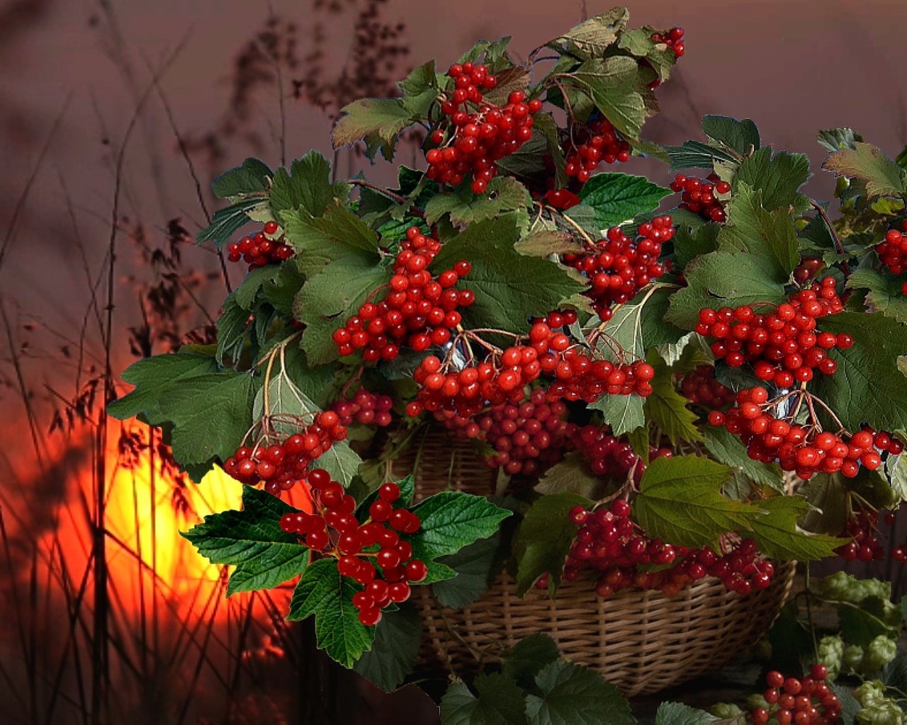 фото калины ягоды и листья