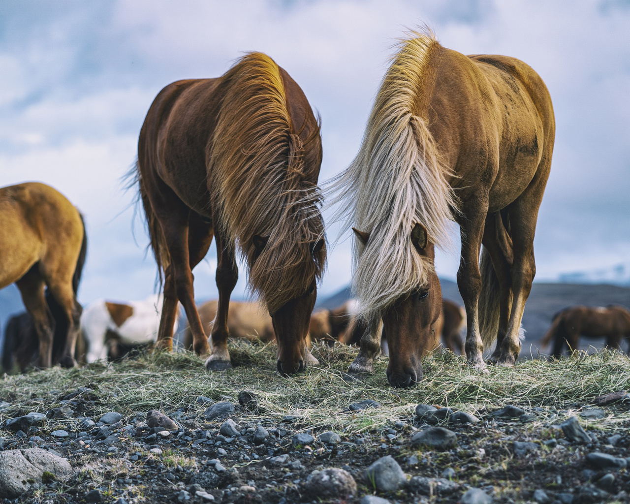 icelandic horse, field, wildlife, horses, icelandic pony, iceland