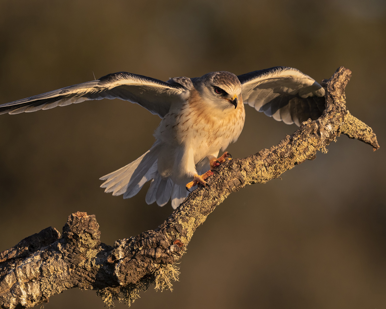 , elanus caeruleus, , 