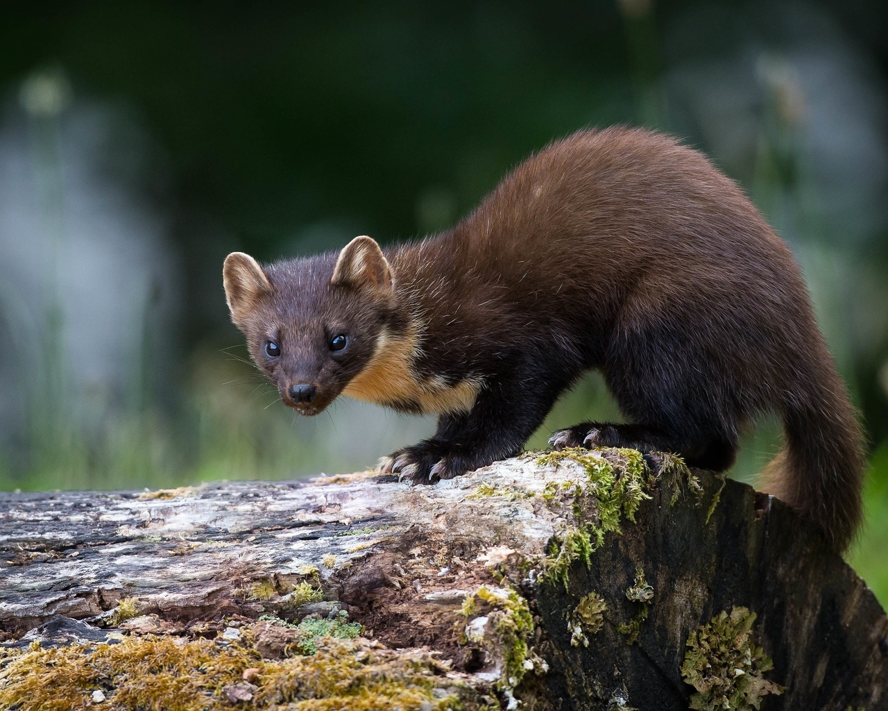 pine marten, , , , , 