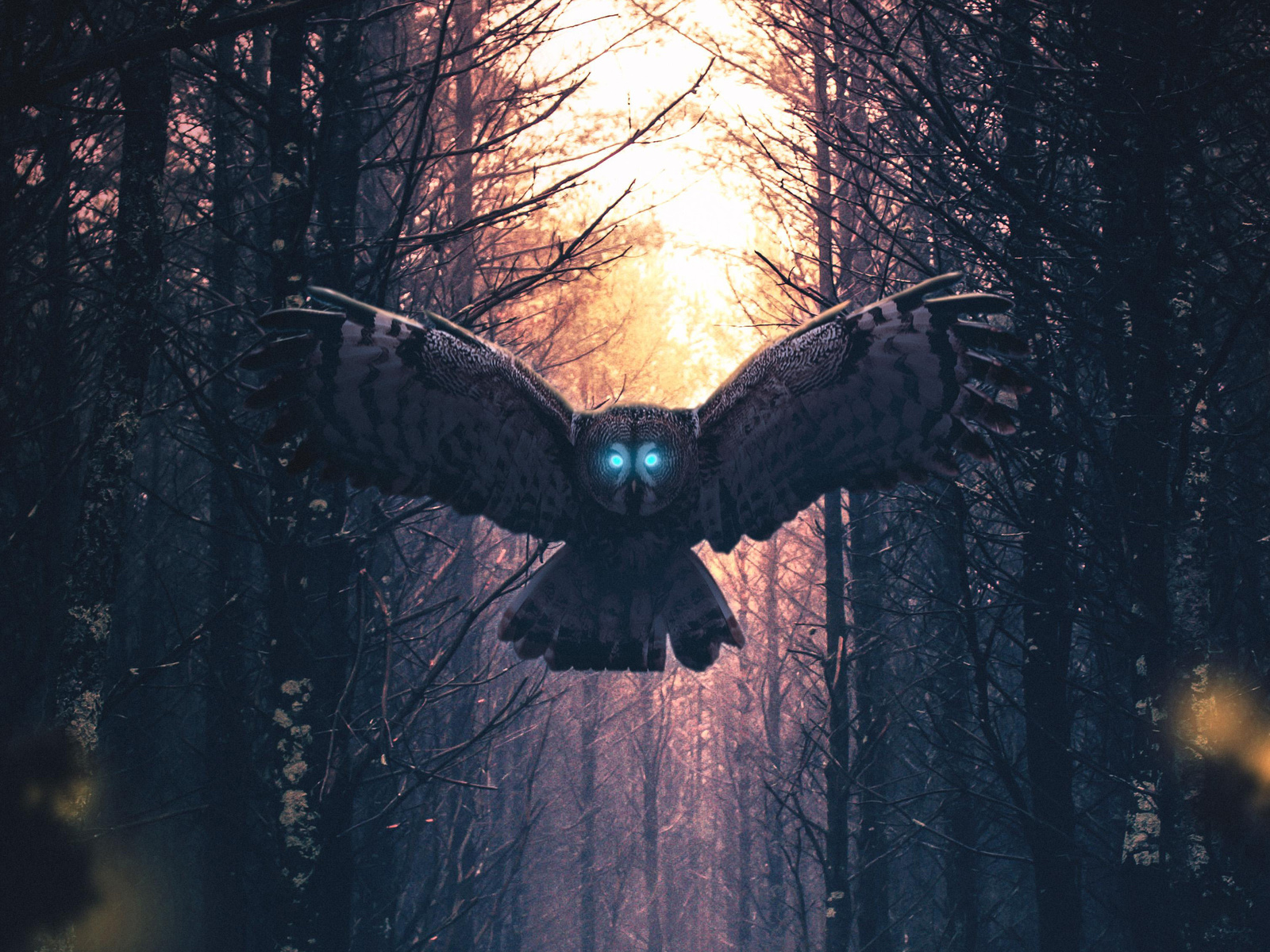  , owl, artwork