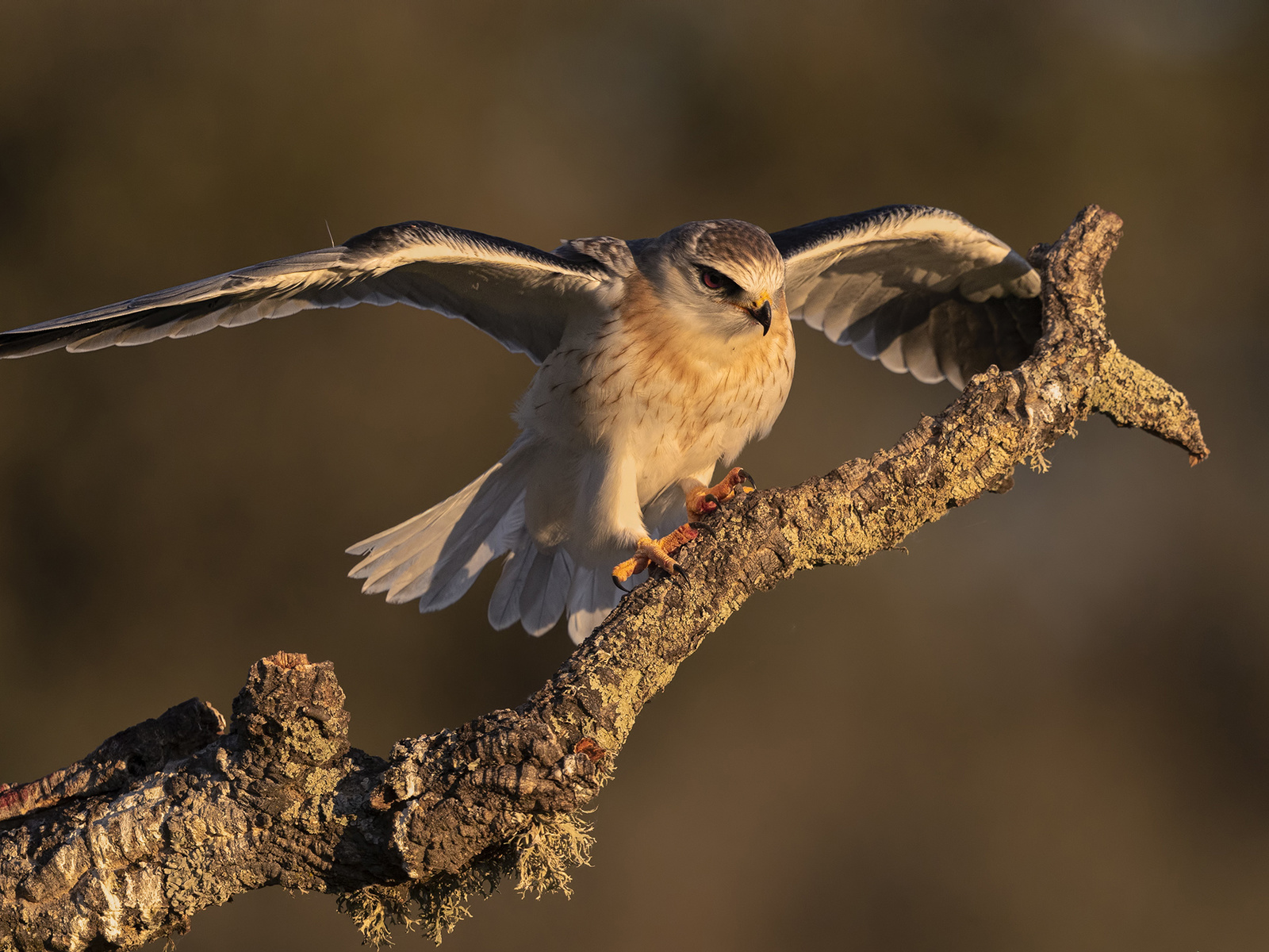 , elanus caeruleus, , 