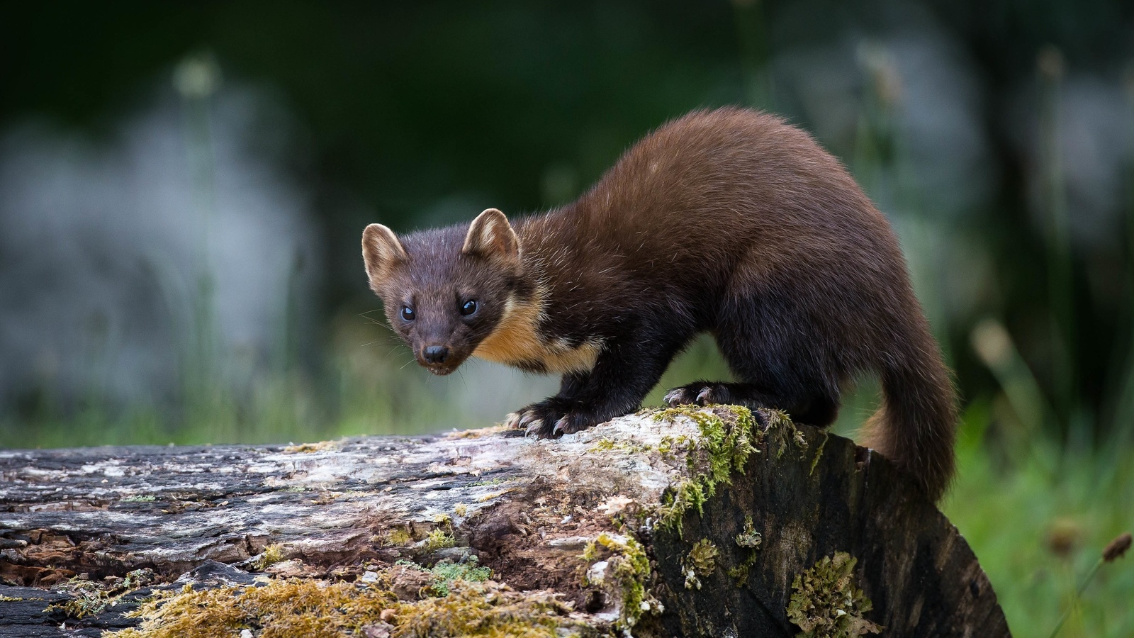 pine marten, , , , , 