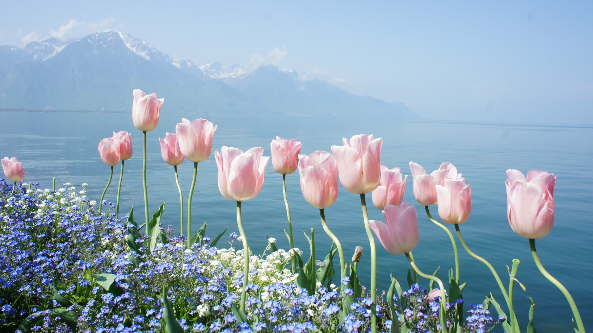 flowers, mountains, spring, tender