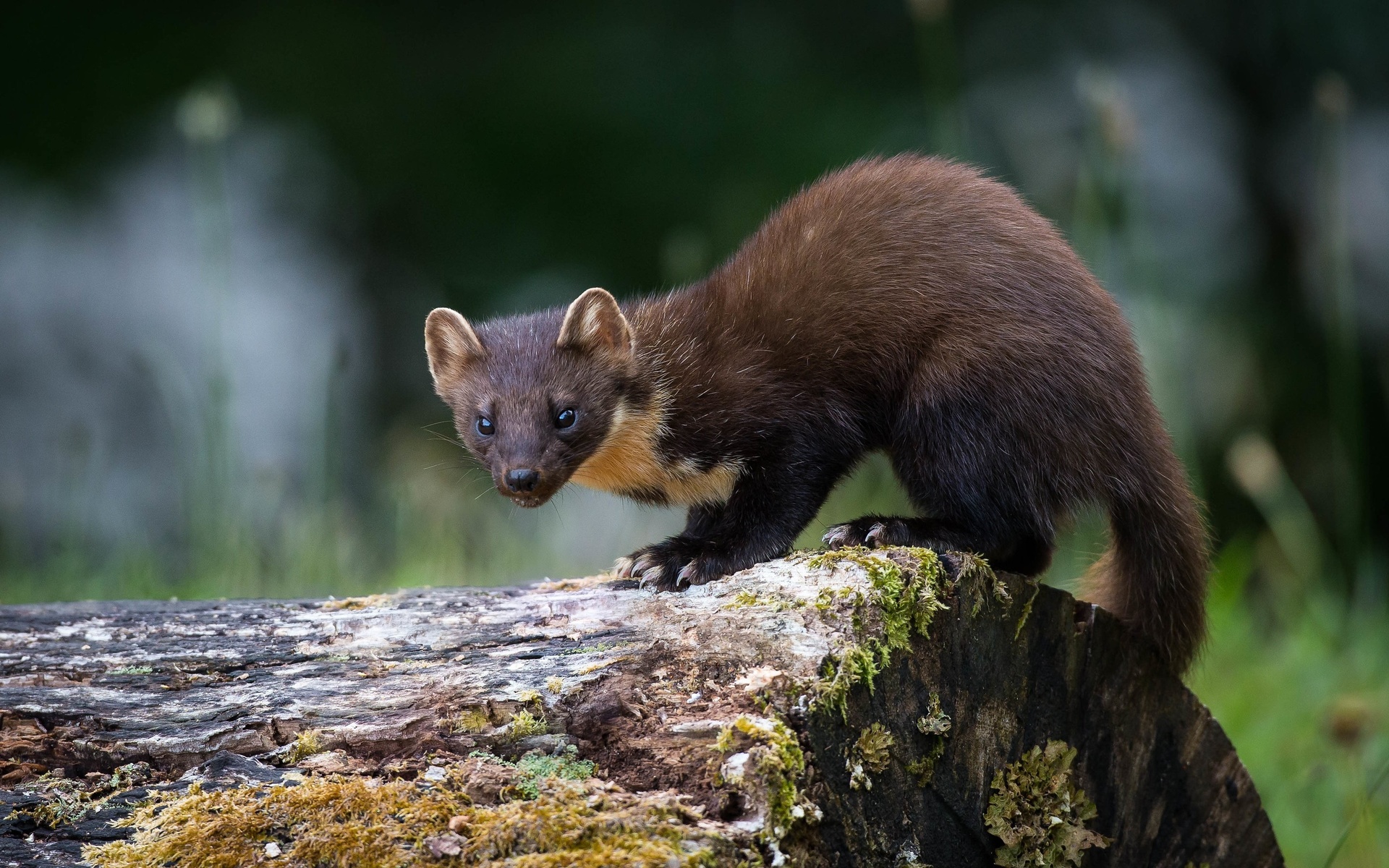 pine marten, , , , , 