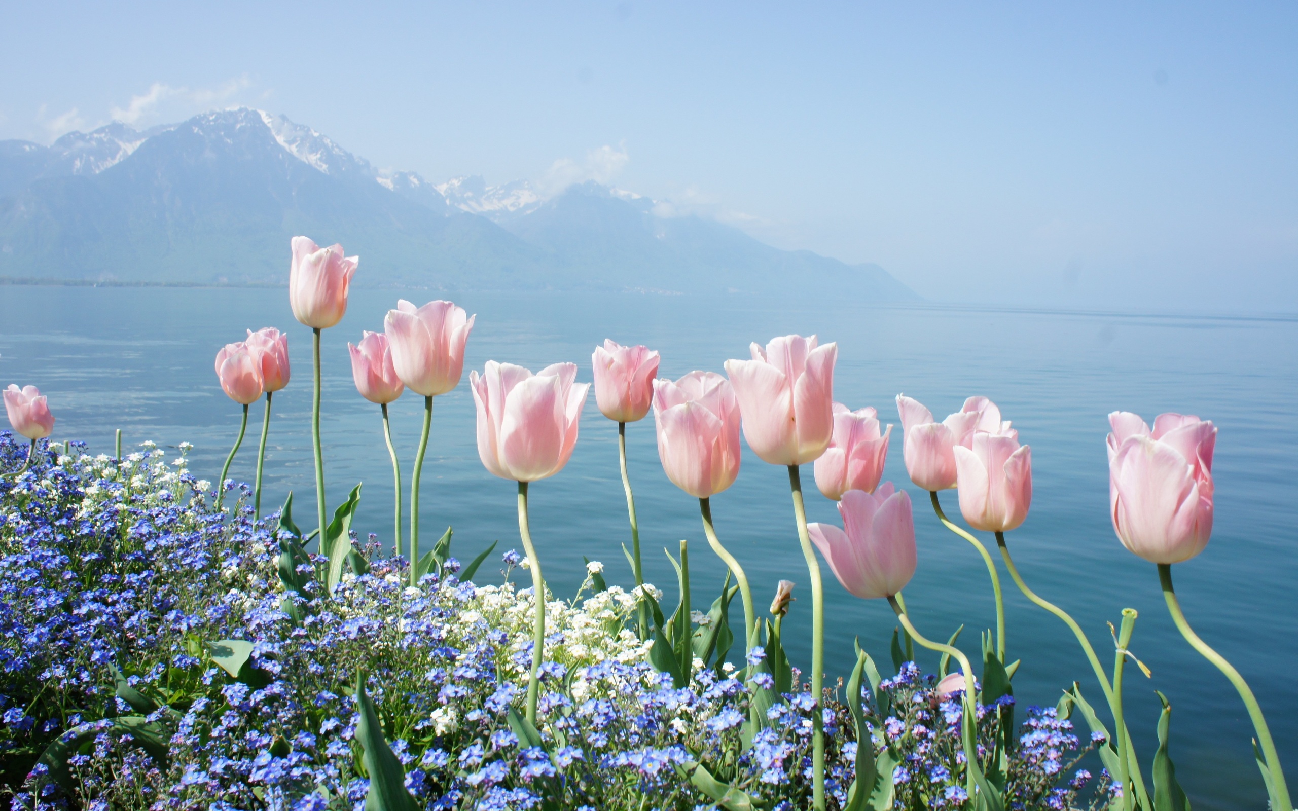 flowers, mountains, spring, tender