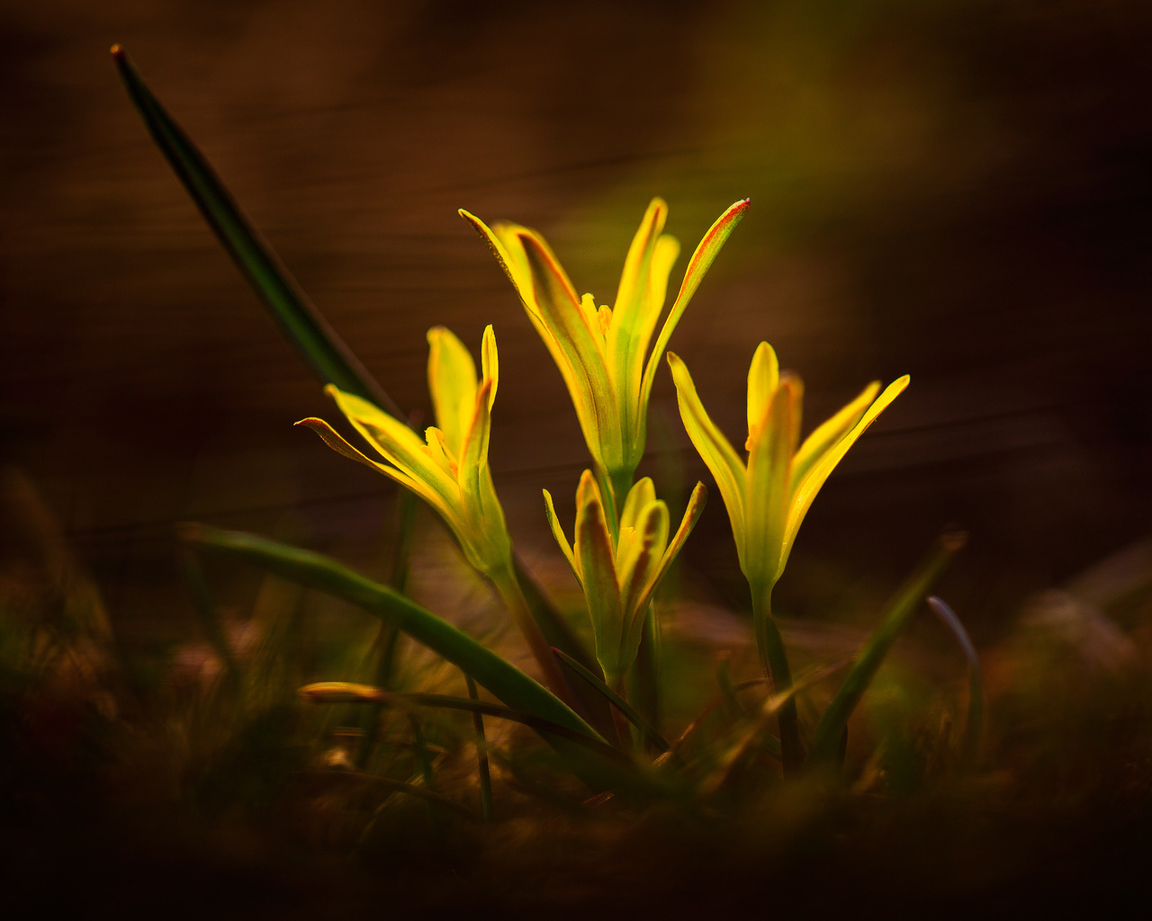 yellow, flowers