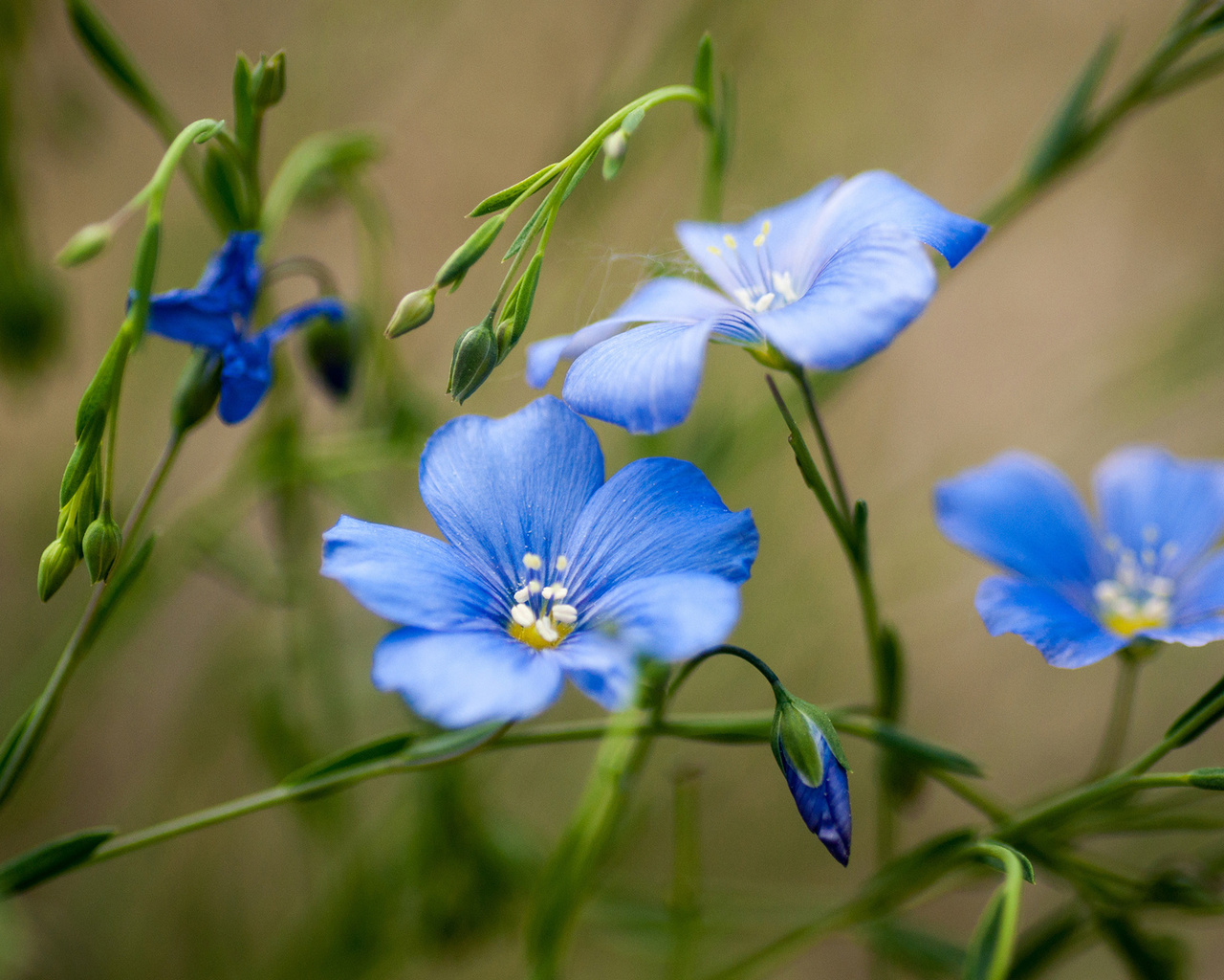 blue, flowers, bokeh, field, flowers