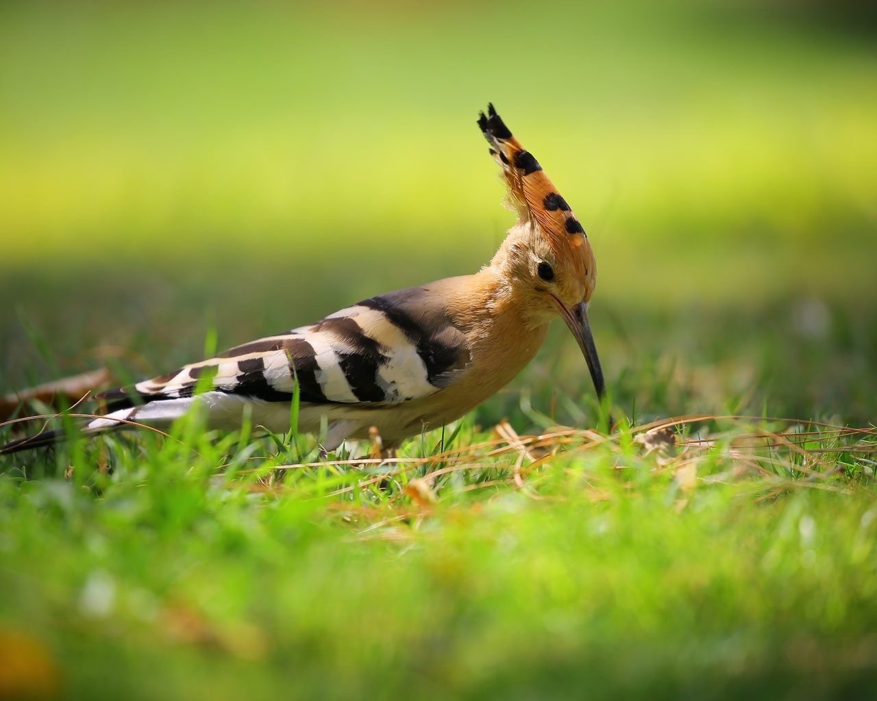 , hoopoe, 